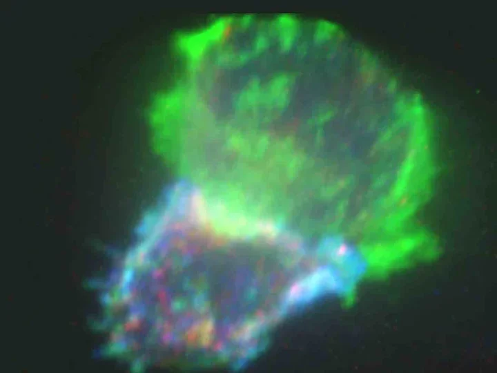 Brain synapse in action. 